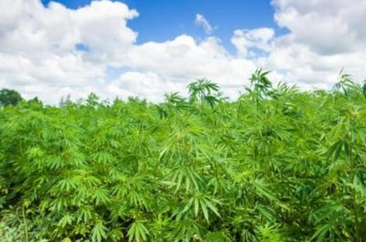 Cannabinoid's the Reality of Hemp